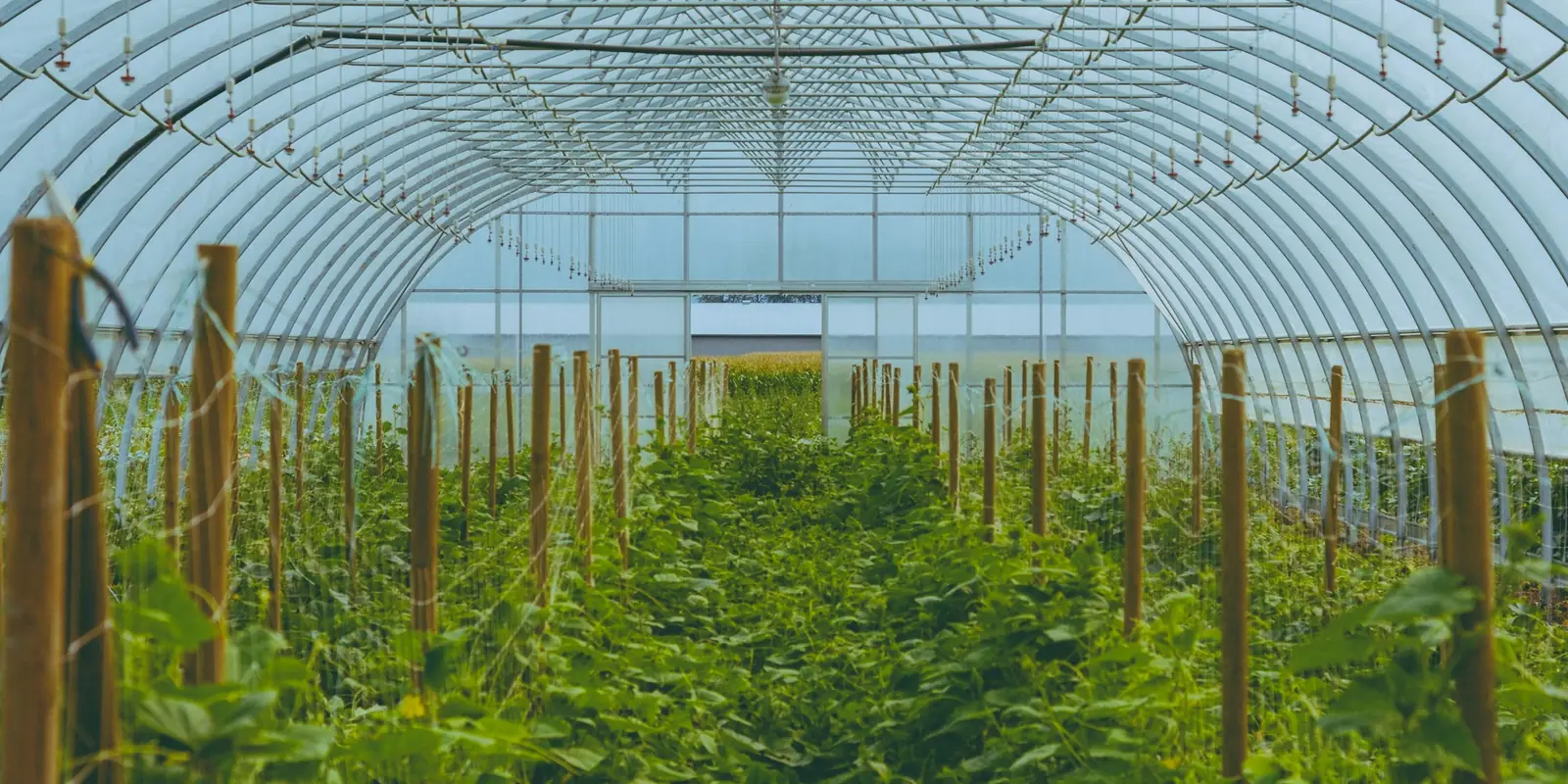 Rows of plants inside a large greenhouse